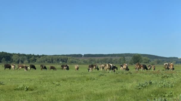 Vacas pastando en pastos frescos — Vídeos de Stock