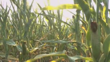 Rüzgardaki mısır tarlası