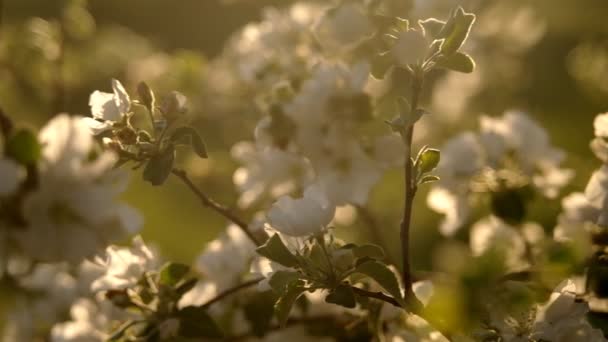 Apple flower in the sun — Stock Video