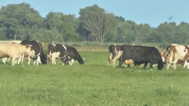 Αγελάδες που βόσκουν στους βοσκότοπους φρέσκο — Αρχείο Βίντεο