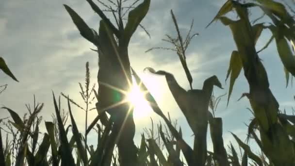 Campo de milho no vento — Vídeo de Stock