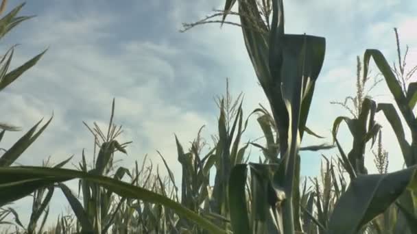 Campo de maíz en el viento — Vídeos de Stock
