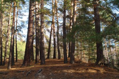 Sabah sis sonbahar ormanda