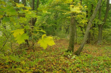 Sabah sis sonbahar ormanda