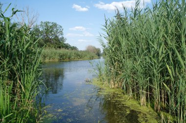 Nehir, ağaçlarla ve bulutlu gökyüzüyle kara