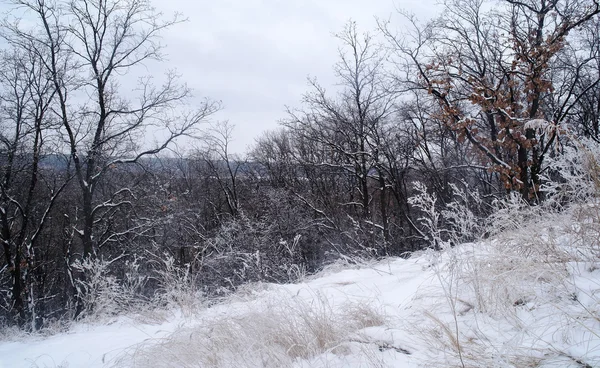 Дерева покриті калюжею і снігом — стокове фото