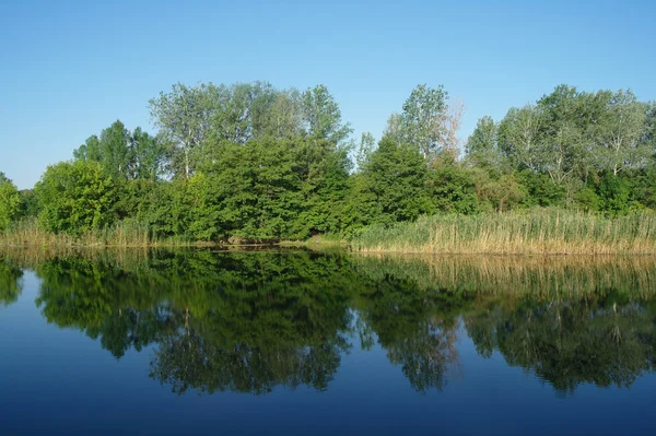 Trä på kusten av floden, morgon — Stockfoto