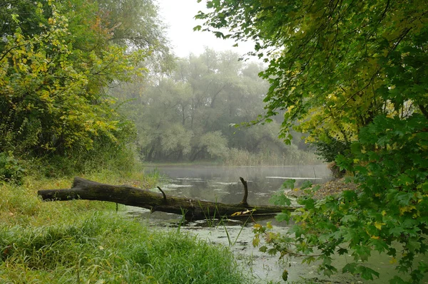 Paisagem fluvial e madeira de outono — Fotografia de Stock