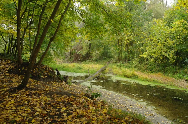 River landscape and  autumn wood — Stock Photo, Image