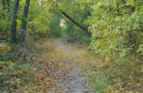 Autumn forest in the morning mist — Stock Photo, Image