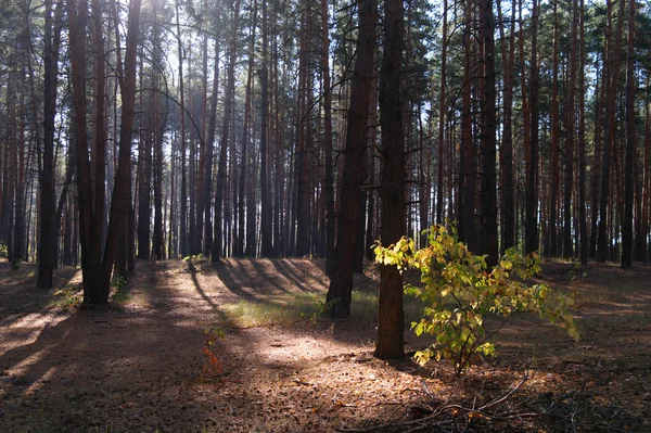 Hösten skogen i morgondimman — Stockfoto