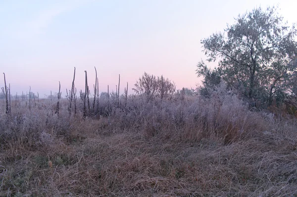 Grama seca no prado perto dos bosques cobertos com geada fria manhã nebulosa — Fotografia de Stock