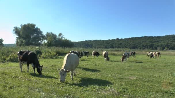 Vacas pastando en pastos frescos — Vídeos de Stock