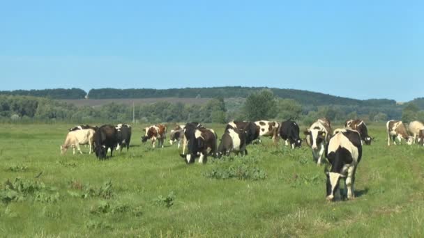 Коровы пасутся на свежих пастбищах — стоковое видео