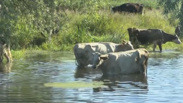 Una manada de vacas en un lugar de riego cerca del río — Vídeo de stock