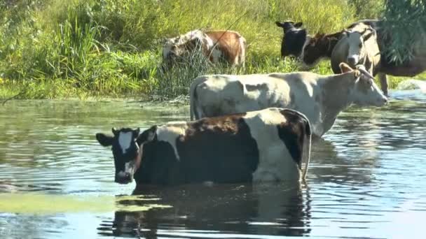 En flock kor på brunnsorten nära floden — Stockvideo