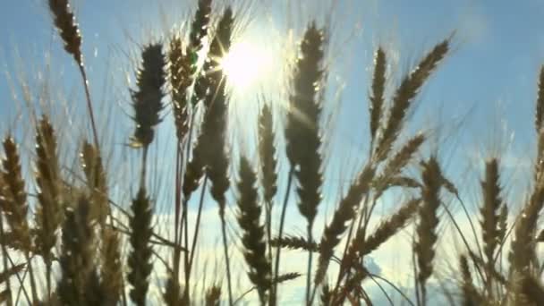 The movement of the ears of ripe wheat in the wind — Stock Video