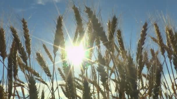 The movement of the ears of ripe wheat in the wind — Stock Video