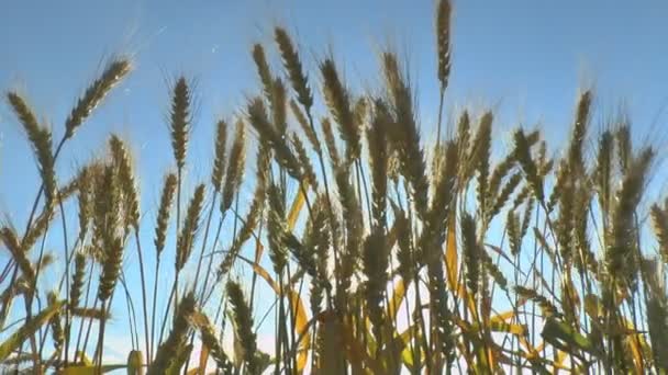 Il movimento delle spighe di grano maturo nel vento — Video Stock