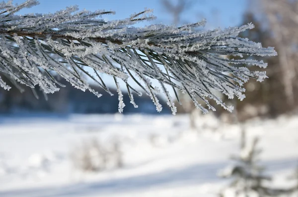 Frost çam dalı