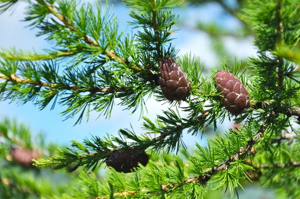 larch koniler ile dal