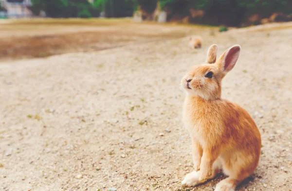 Wild rabbit in a field — Stock Photo, Image