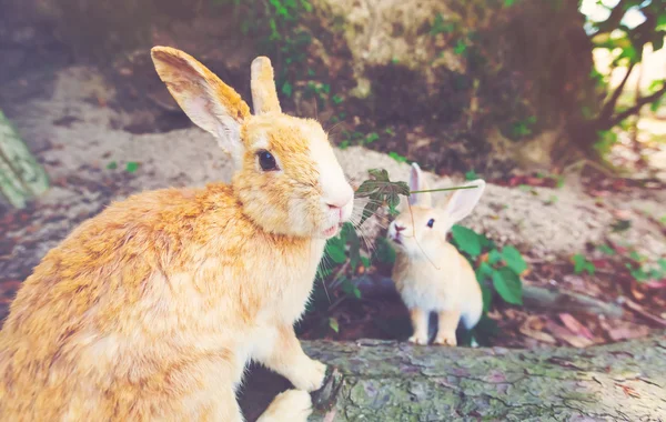 Wildkaninchen auf einem Feld — Stockfoto