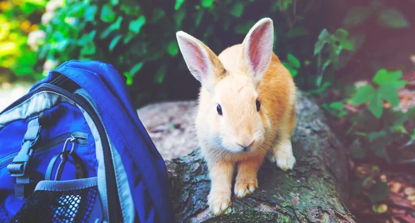 Curious wild rabbit — Stock Photo, Image