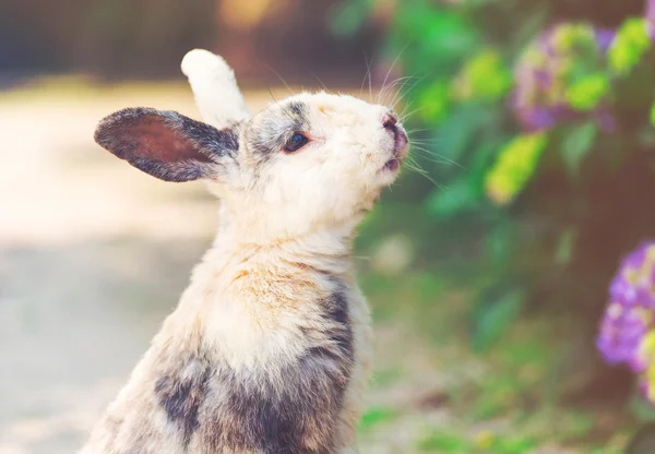 Wild rabbit in a field — Stock Photo, Image