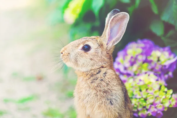 Rabbit in front of a hydrangea bush — Stock Photo, Image