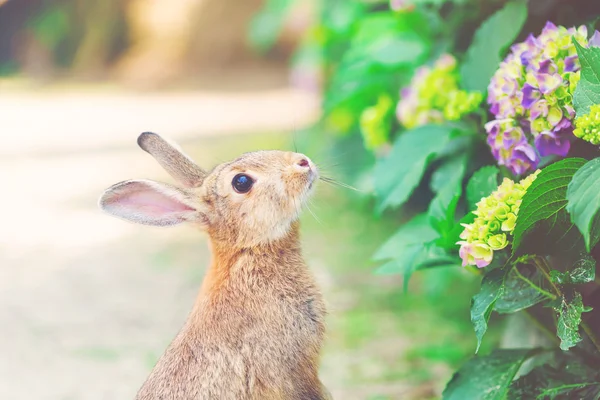 Rabbit in front of a hydrangea bush — Stock Photo, Image