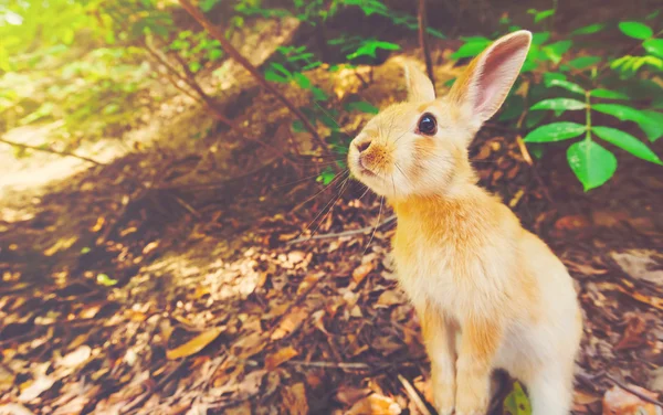 Rabbit in the forest — Stock Photo, Image