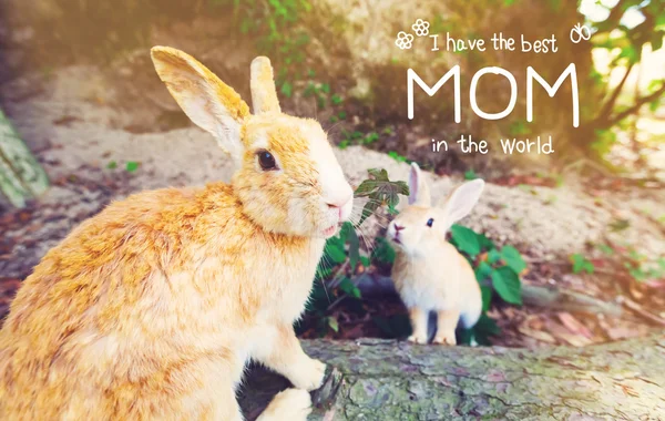 母と子ウサギと母の日のメッセージ — ストック写真