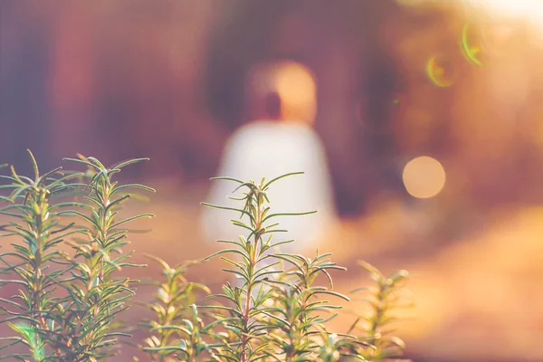 Gün batımında bahçedeki biberiye — Stok fotoğraf