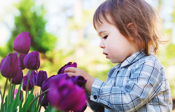 Toddler dziewczynka gra z fioletowe tulipany — Zdjęcie stockowe