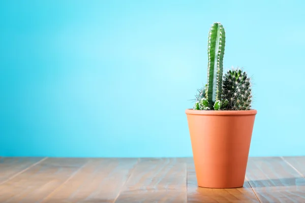 仙人掌植物在花盆里 — 图库照片