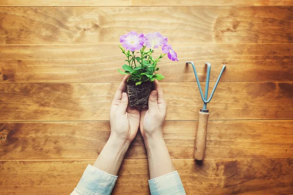 素朴なテーブルの上の鉢植えの花を持っている人 — ストック写真