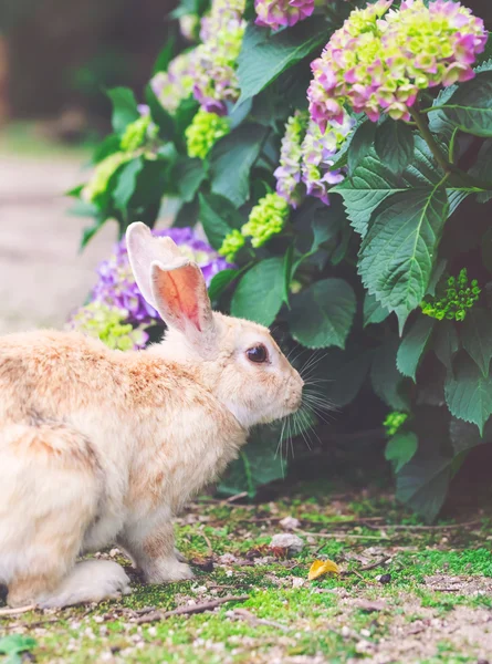 Rabbit in front of a hydrangea bush — Stock Photo, Image