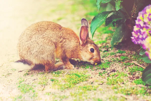 Rabbit in front of a hydrangea bush — Stock Photo, Image