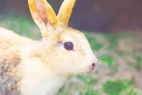 Wild rabbit in a field — Stock Photo, Image