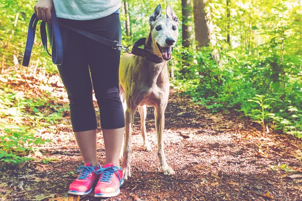 Jonge vrouw met haar greyhound — Stockfoto