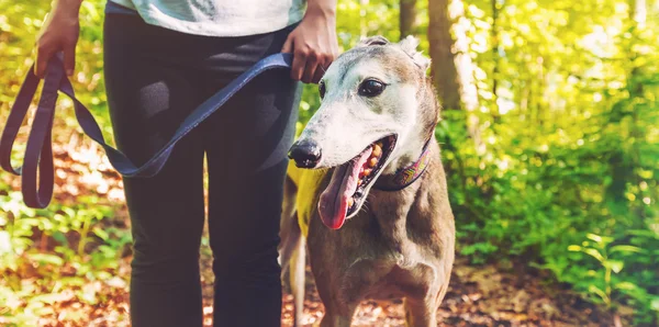 Ung kvinna med hennes greyhound — Stockfoto