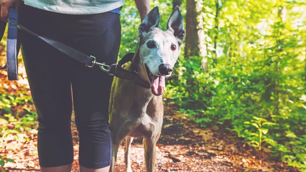 Jovem mulher com seu galgo — Fotografia de Stock