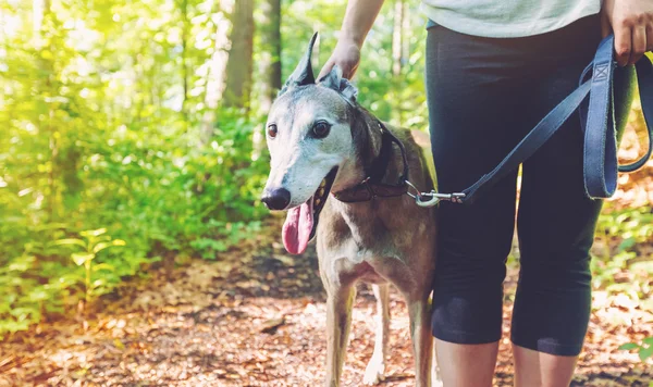 Jonge vrouw met haar greyhound — Stockfoto