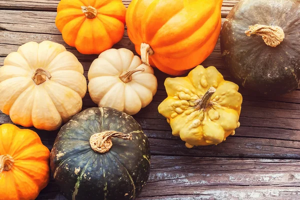 Pumpkins and squashes on  wooden boards — Stock Photo, Image