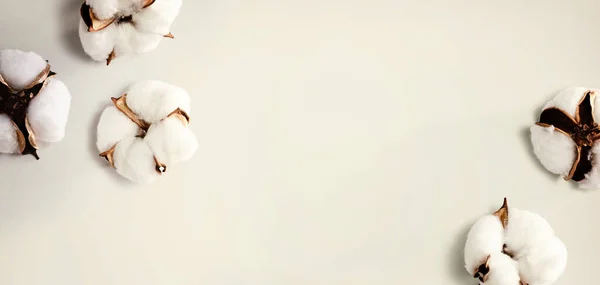 Bílé bavlněné květy — Stock fotografie