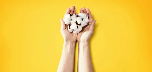Mani femminili che tengono fiori di cotone — Foto Stock
