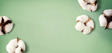 Beyaz pamuk çiçekleri