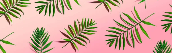 Tropical palm leaves from above — Stock Photo, Image