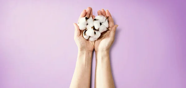 Female hands holding cotton flowers — Stock Photo, Image